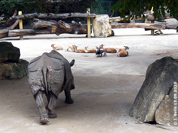 Indian rhino Jange and black-bucks at Zoo Vienna