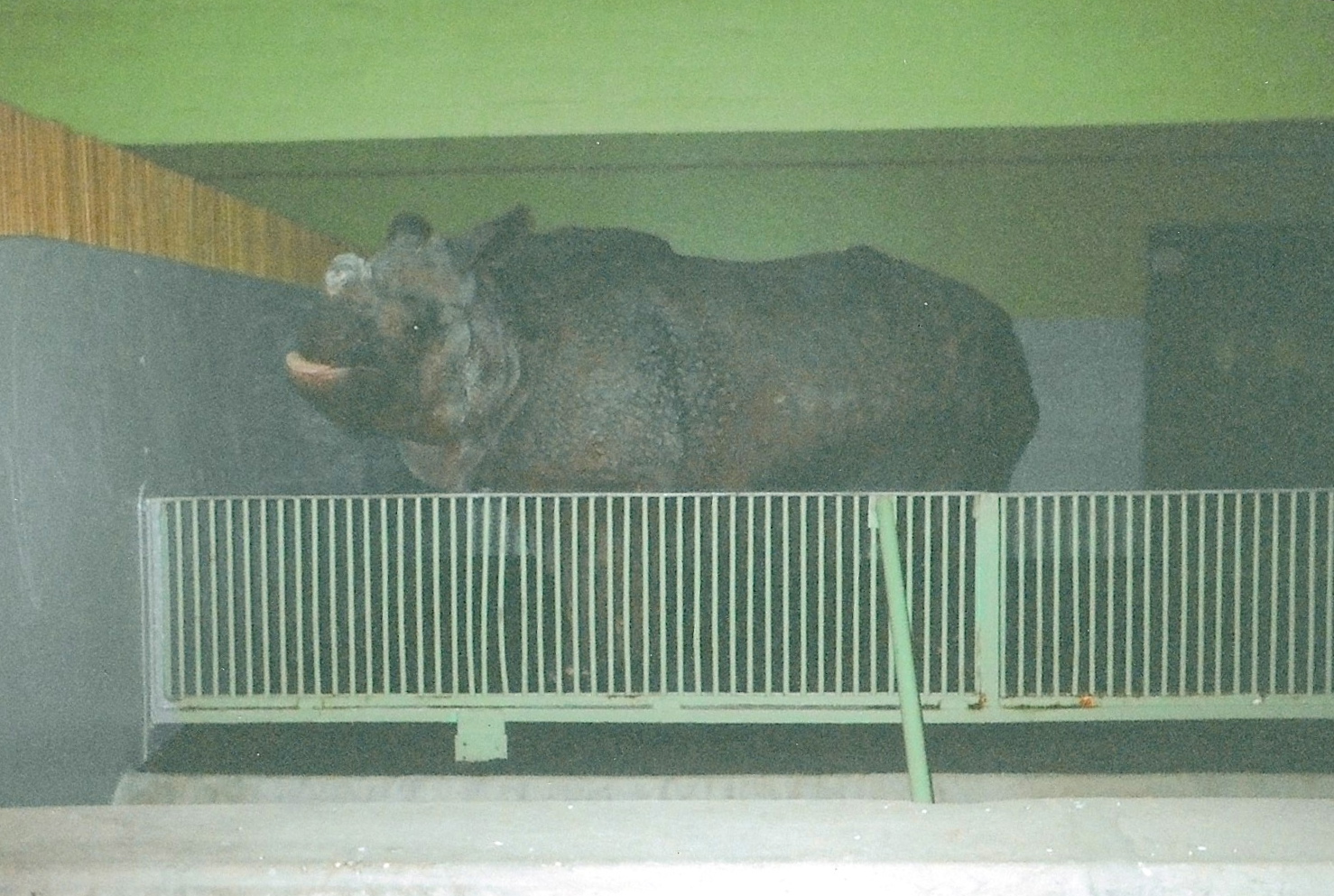 Indian Rhino January 2005