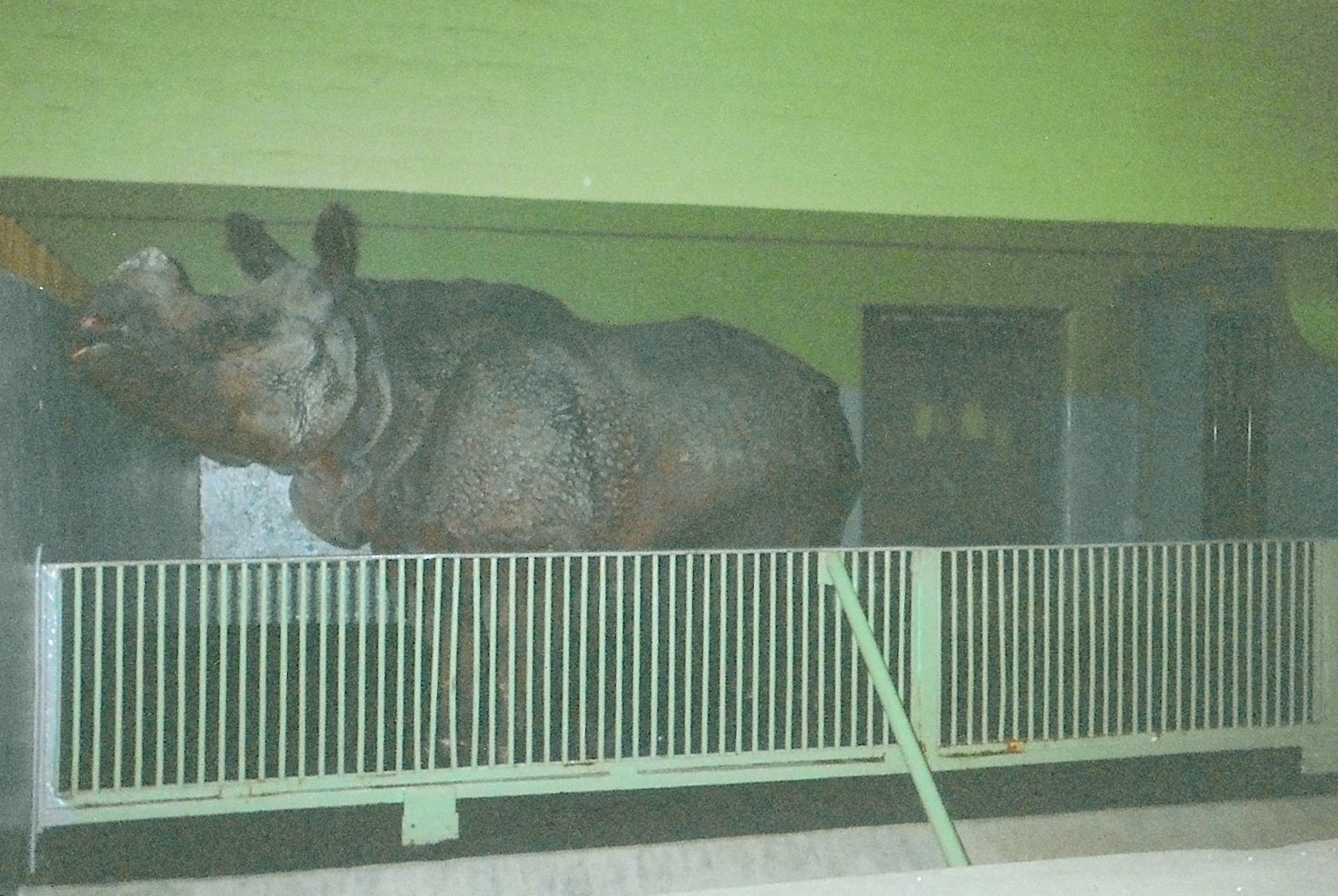 Indian Rhino January 2005