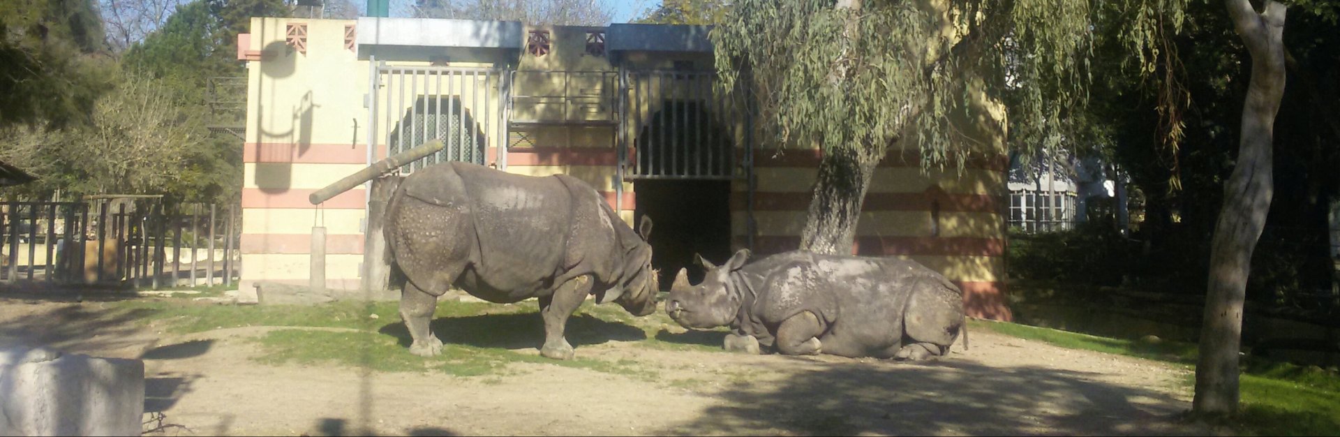 Indian Rhino January 2017