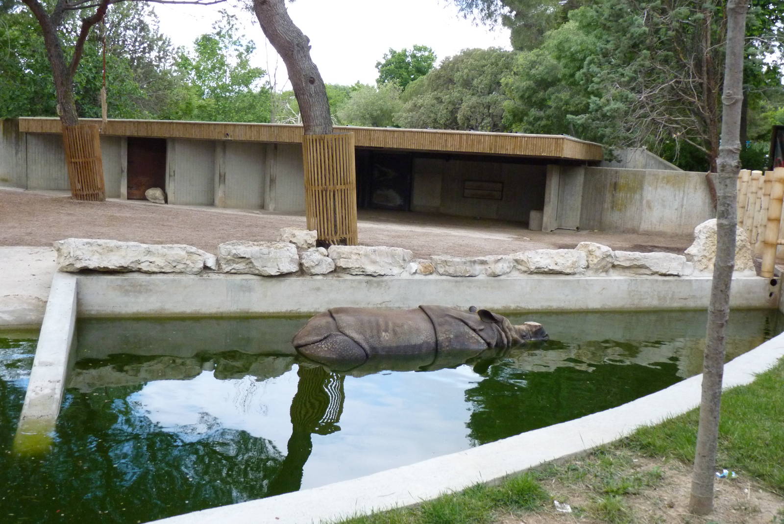 Indian Rhino, June 2013