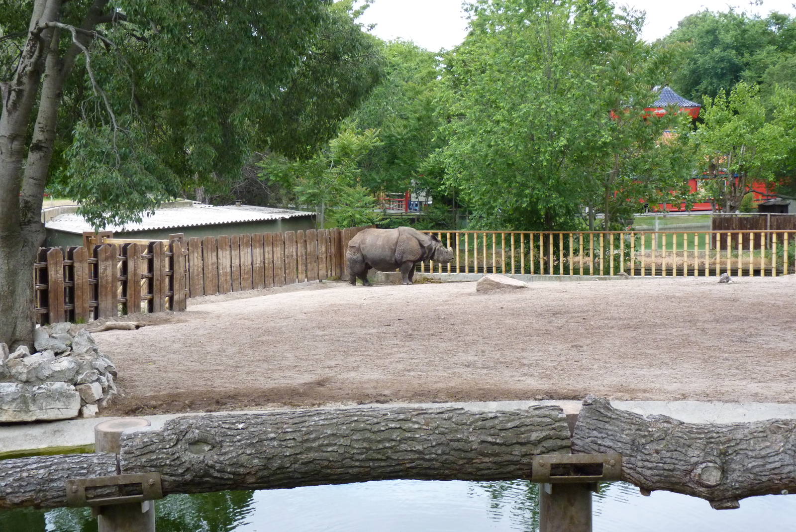 Indian Rhino, June 2013
