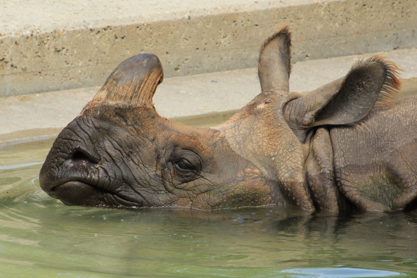 Indian rhino (June 2013)