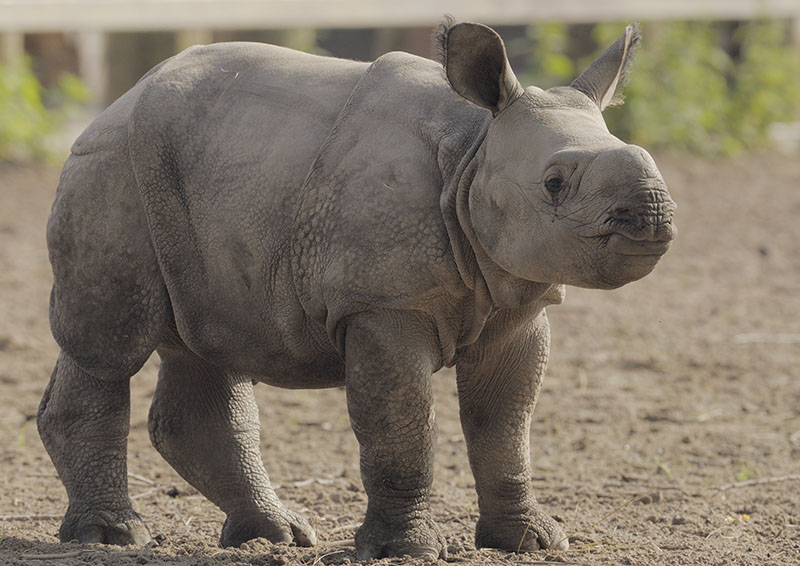 Indian rhino 'Komala'