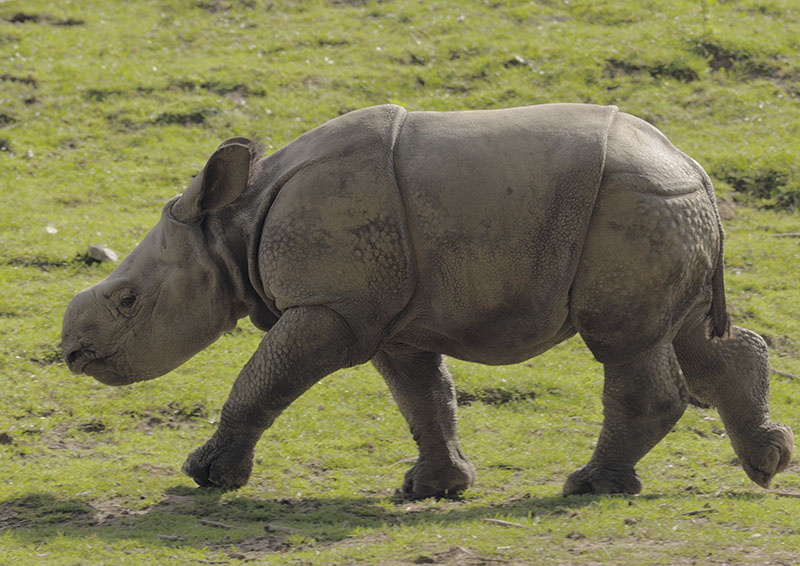 Indian rhino 'Komala'