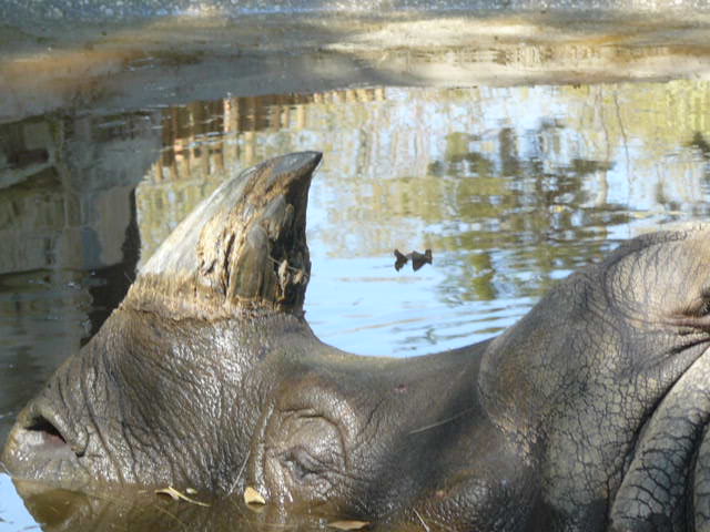 Indian Rhino - Lisbon Zoo