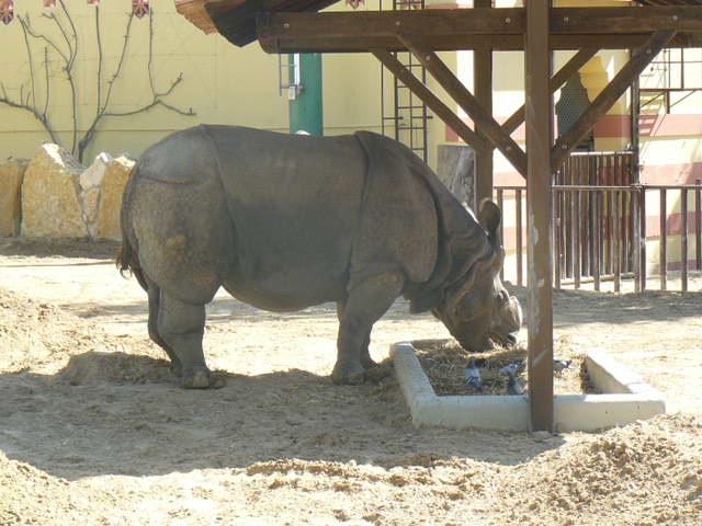 Indian Rhino - Lisbon Zoo