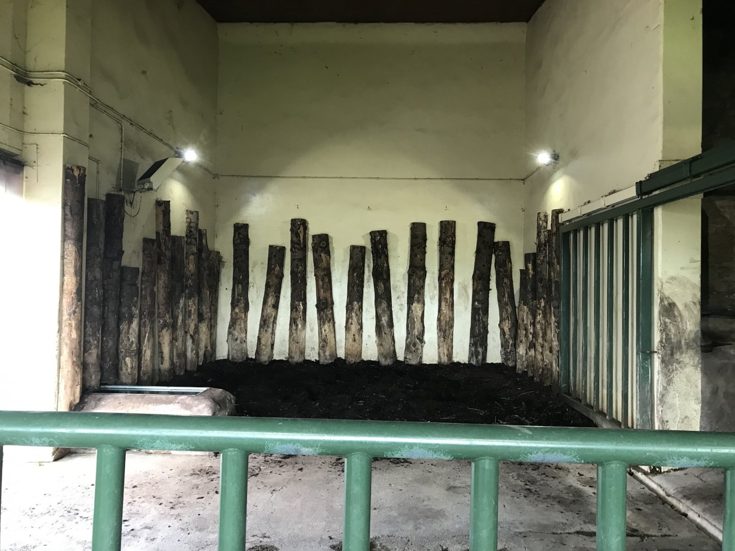 Indian rhino lower indoors