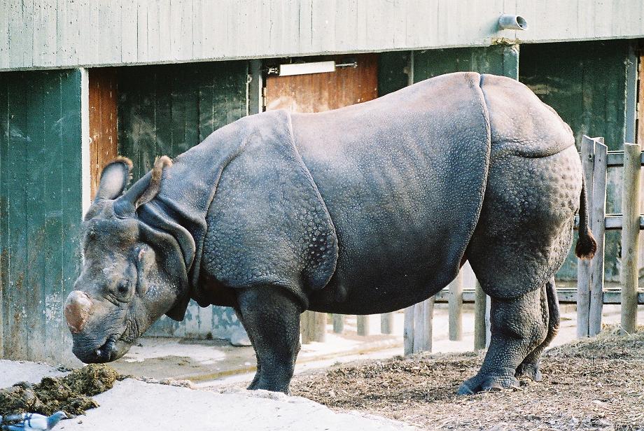 Indian Rhino Madrid1