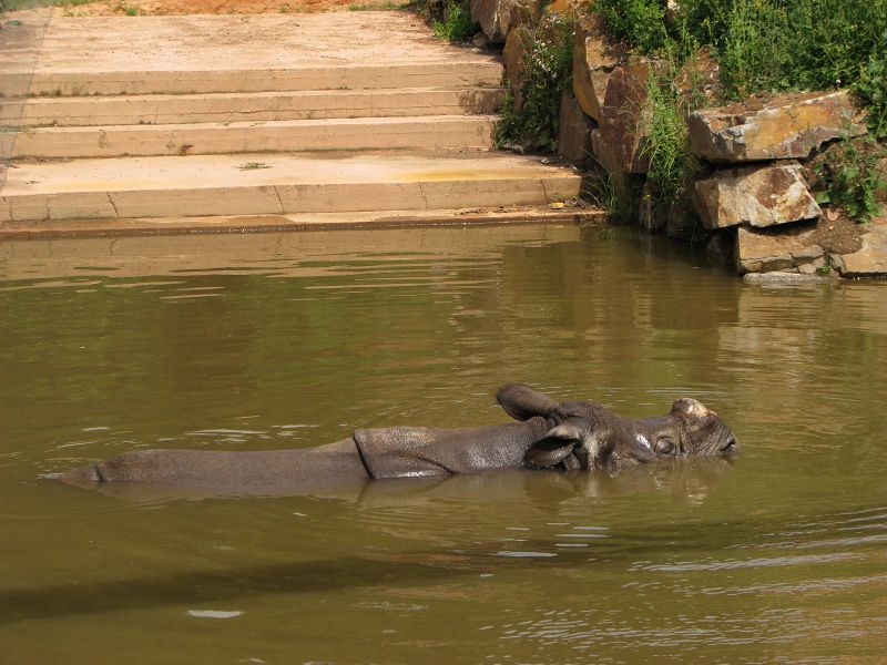Indian rhino male BENI
