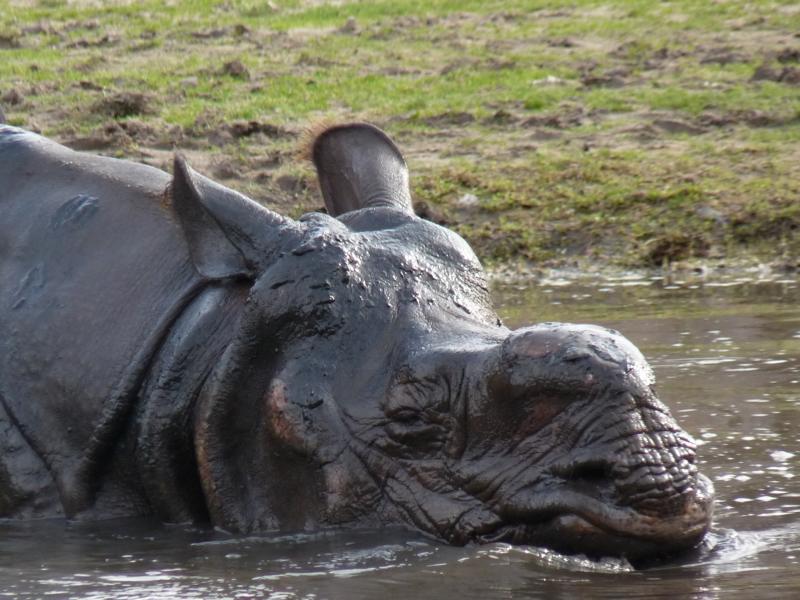 Indian Rhino male enjoying mudhole
