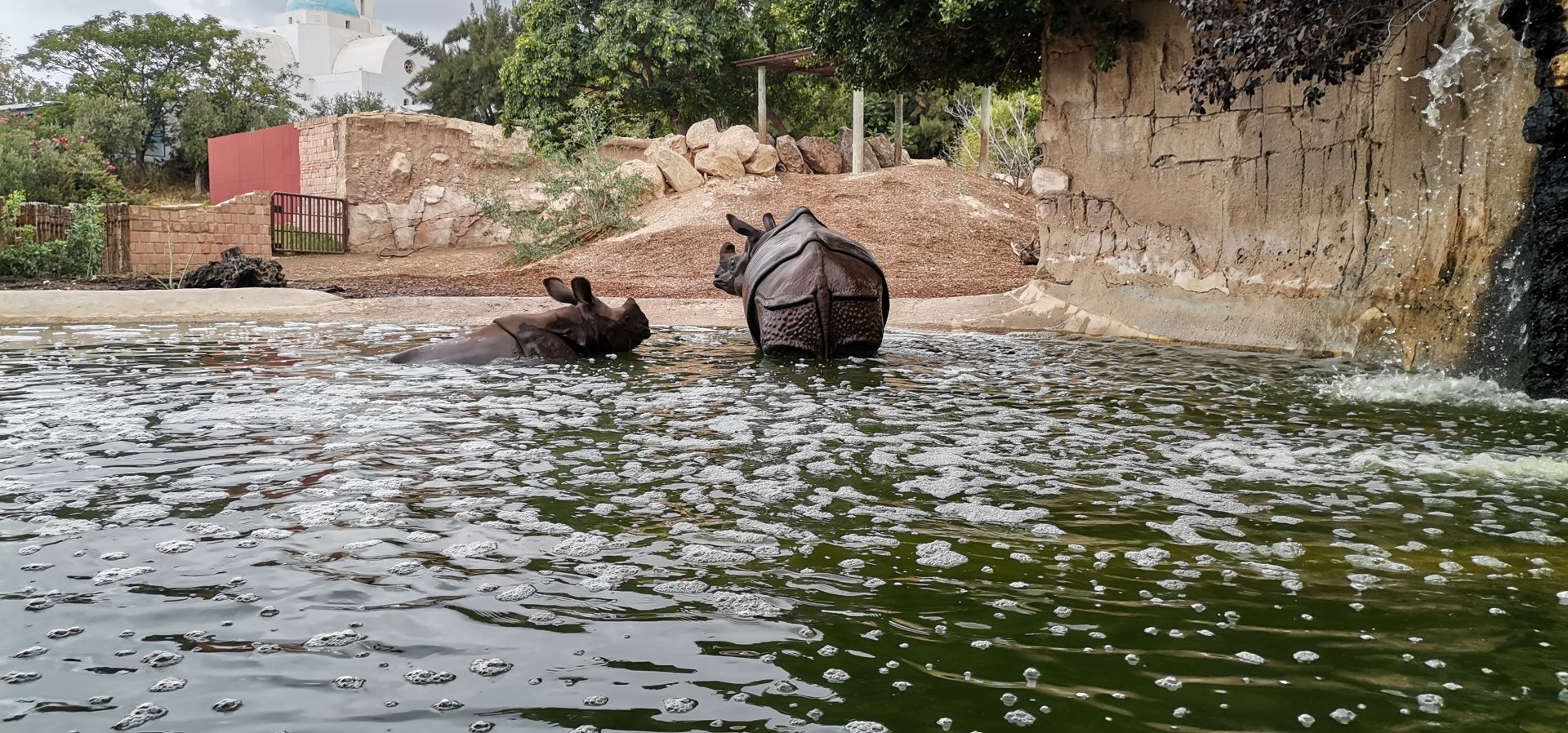 Indian Rhino mother and calf