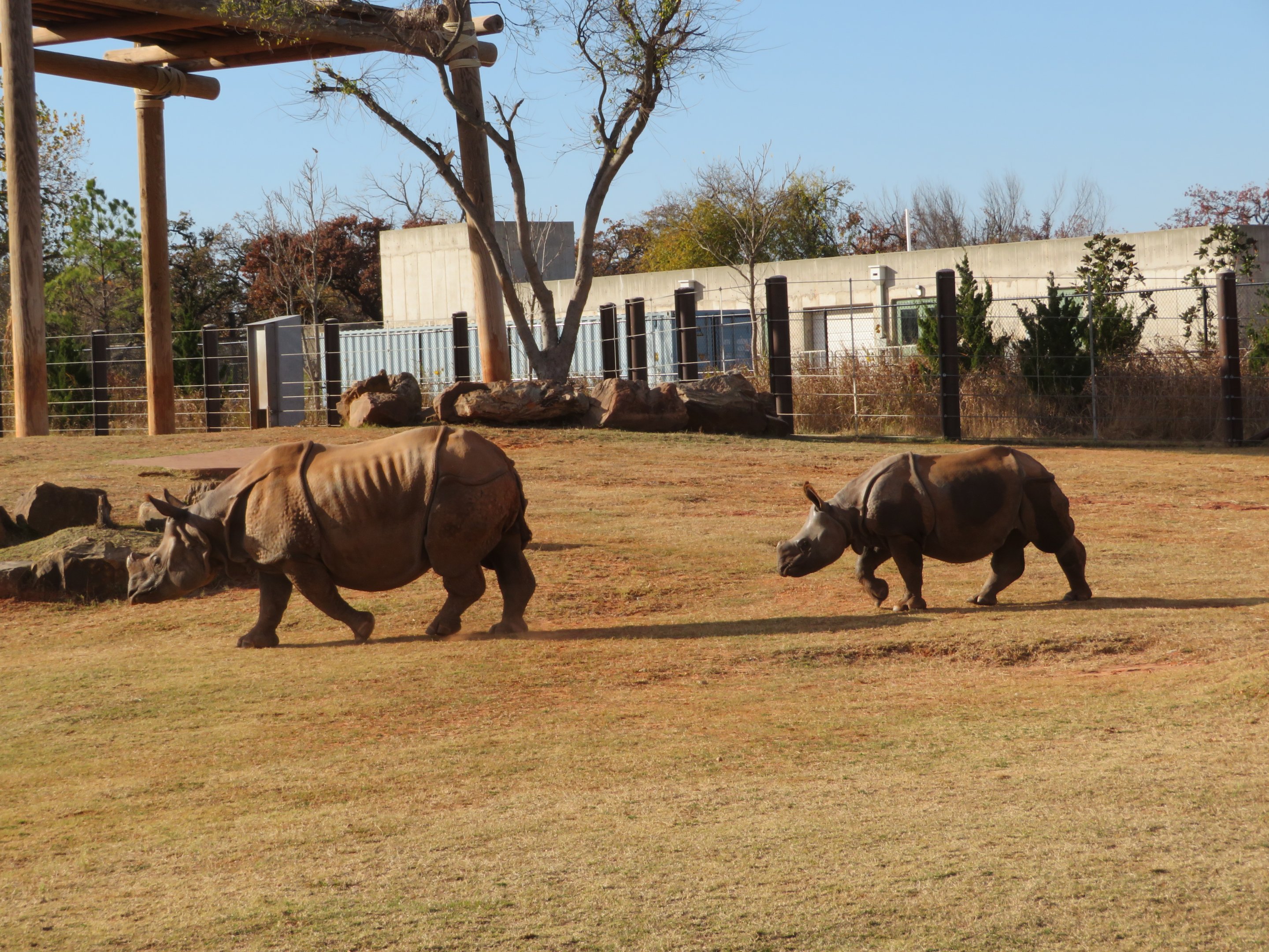 Indian Rhino Mother and Calf