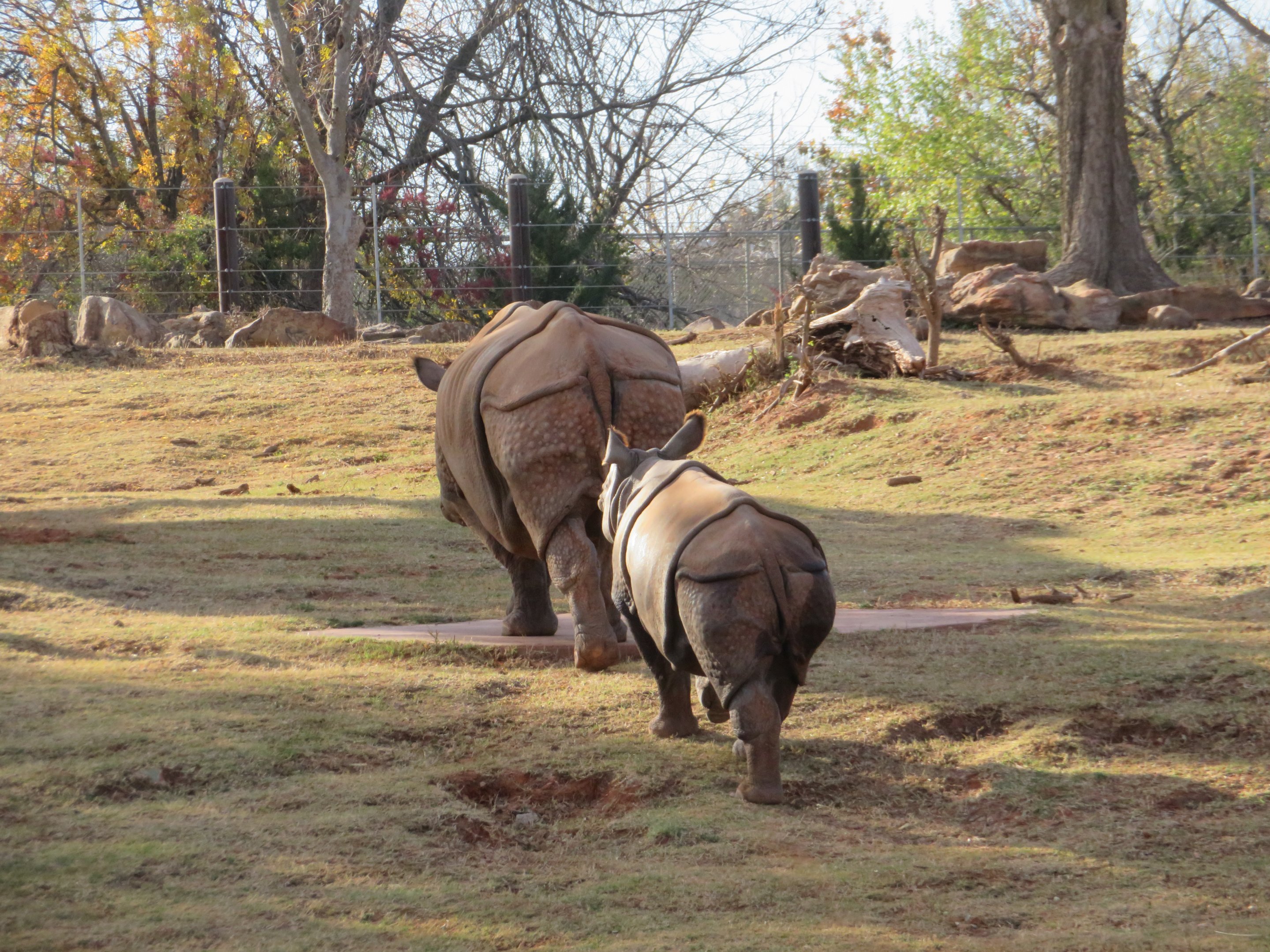 Indian Rhino Mother and Calf