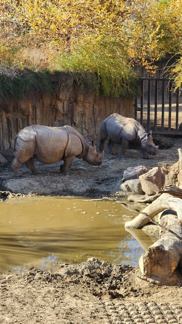 Indian Rhino Mother and Calf