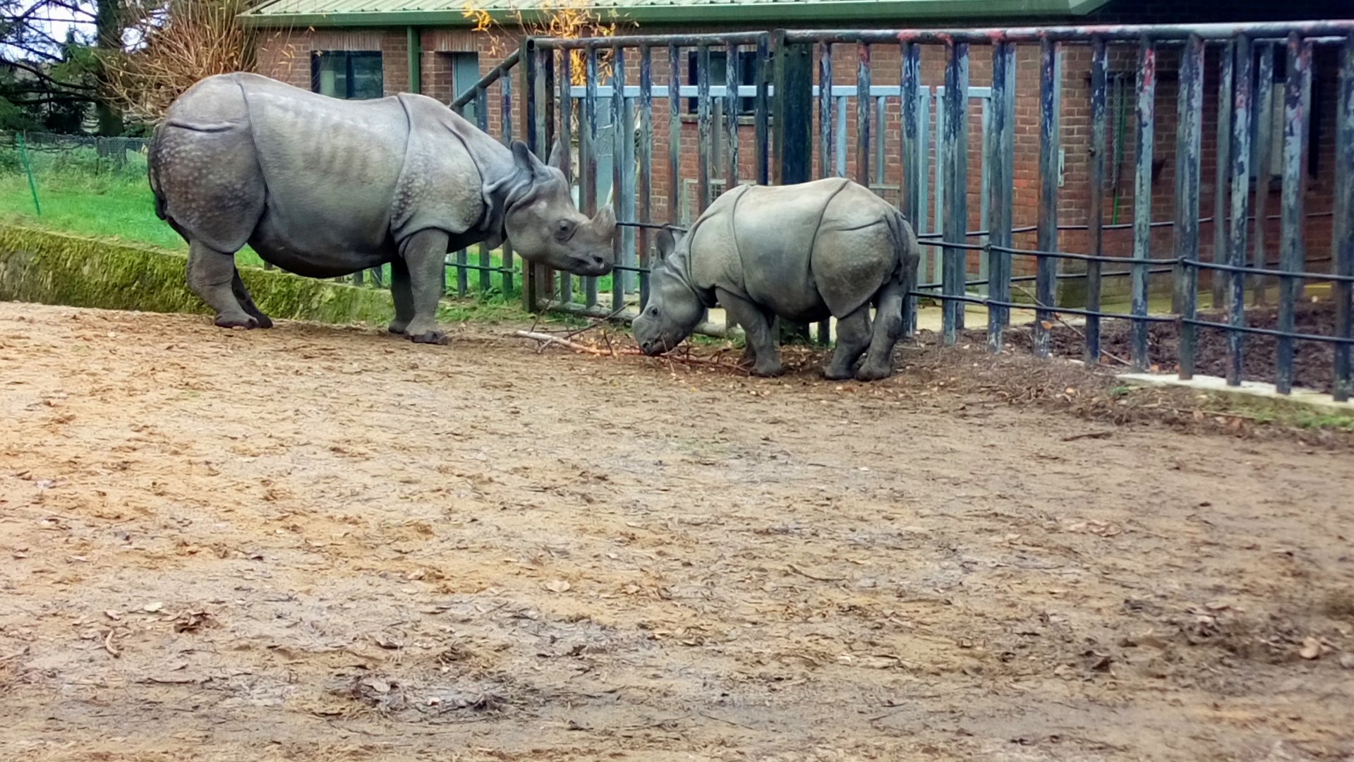Indian rhino mother & calf