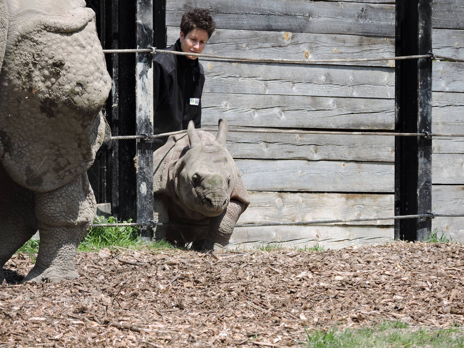 Indian Rhino - Nandu