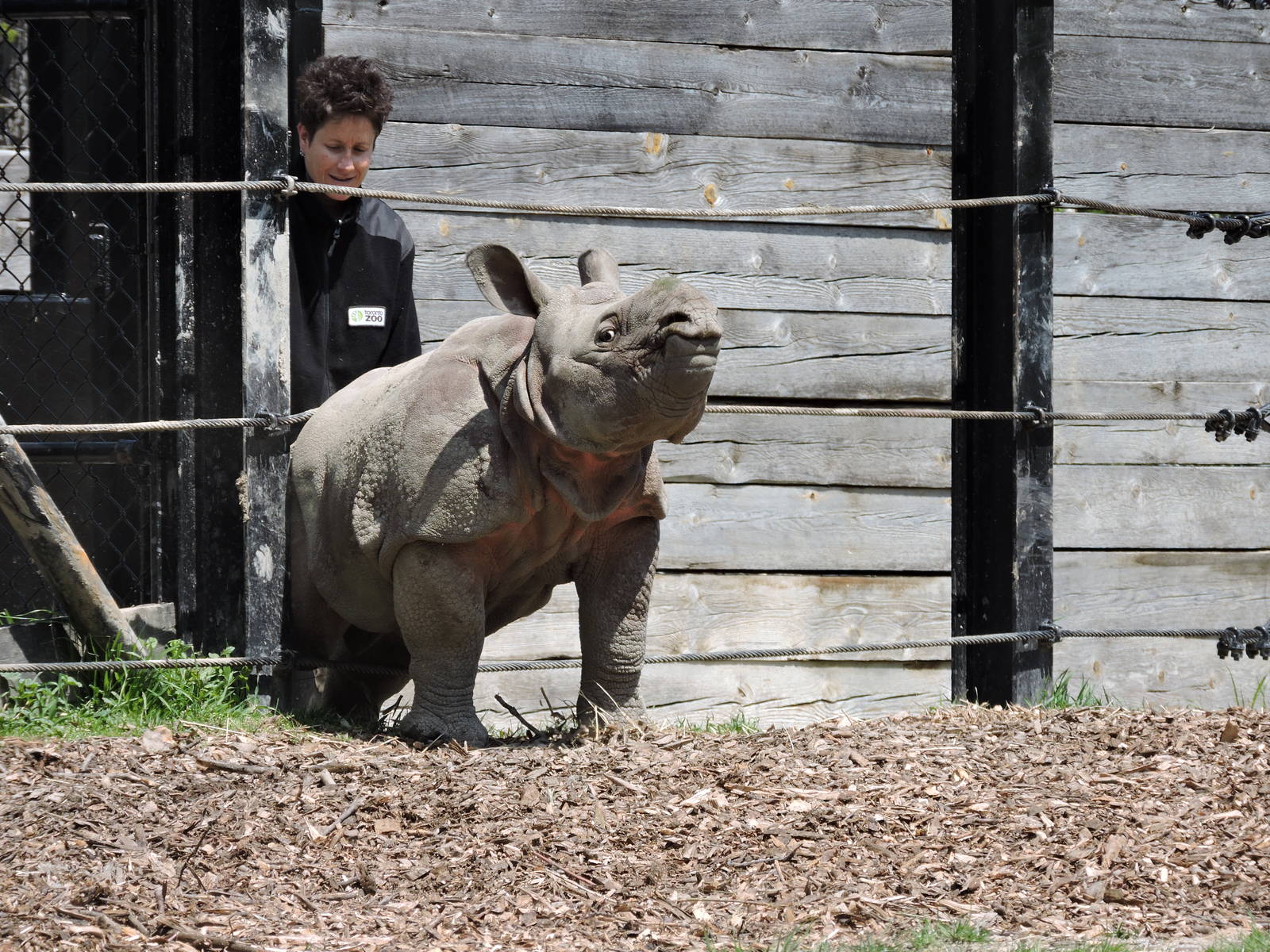 Indian Rhino - Nandu
