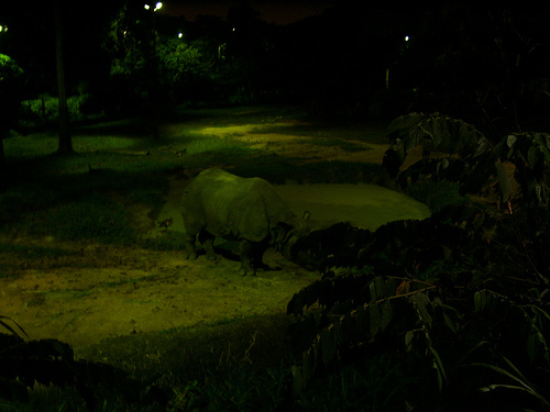Indian Rhino, Night Safari