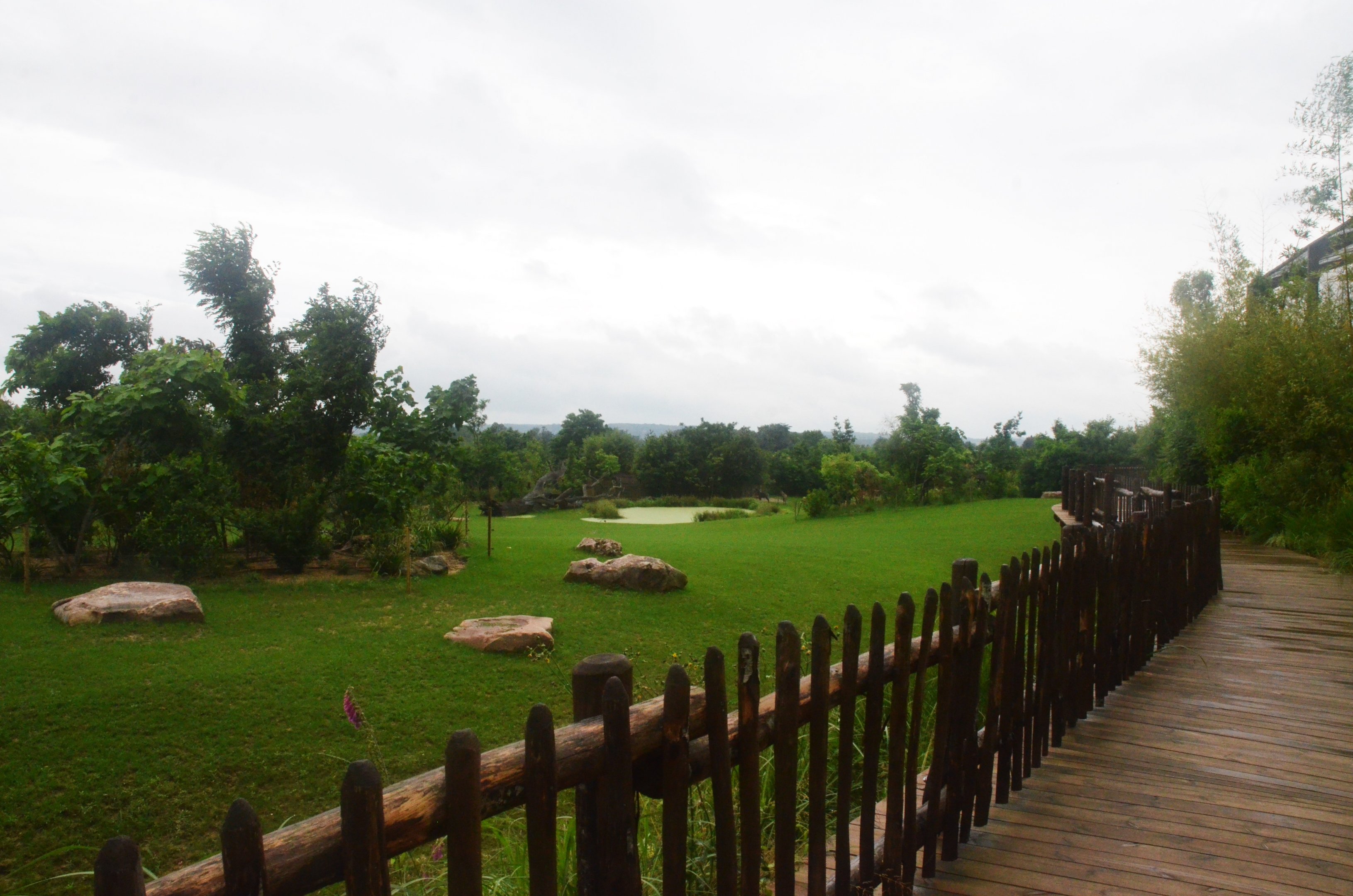 Indian Rhino, Nilgai and Blackbuck Paddock at La Flèche, 11/06/18