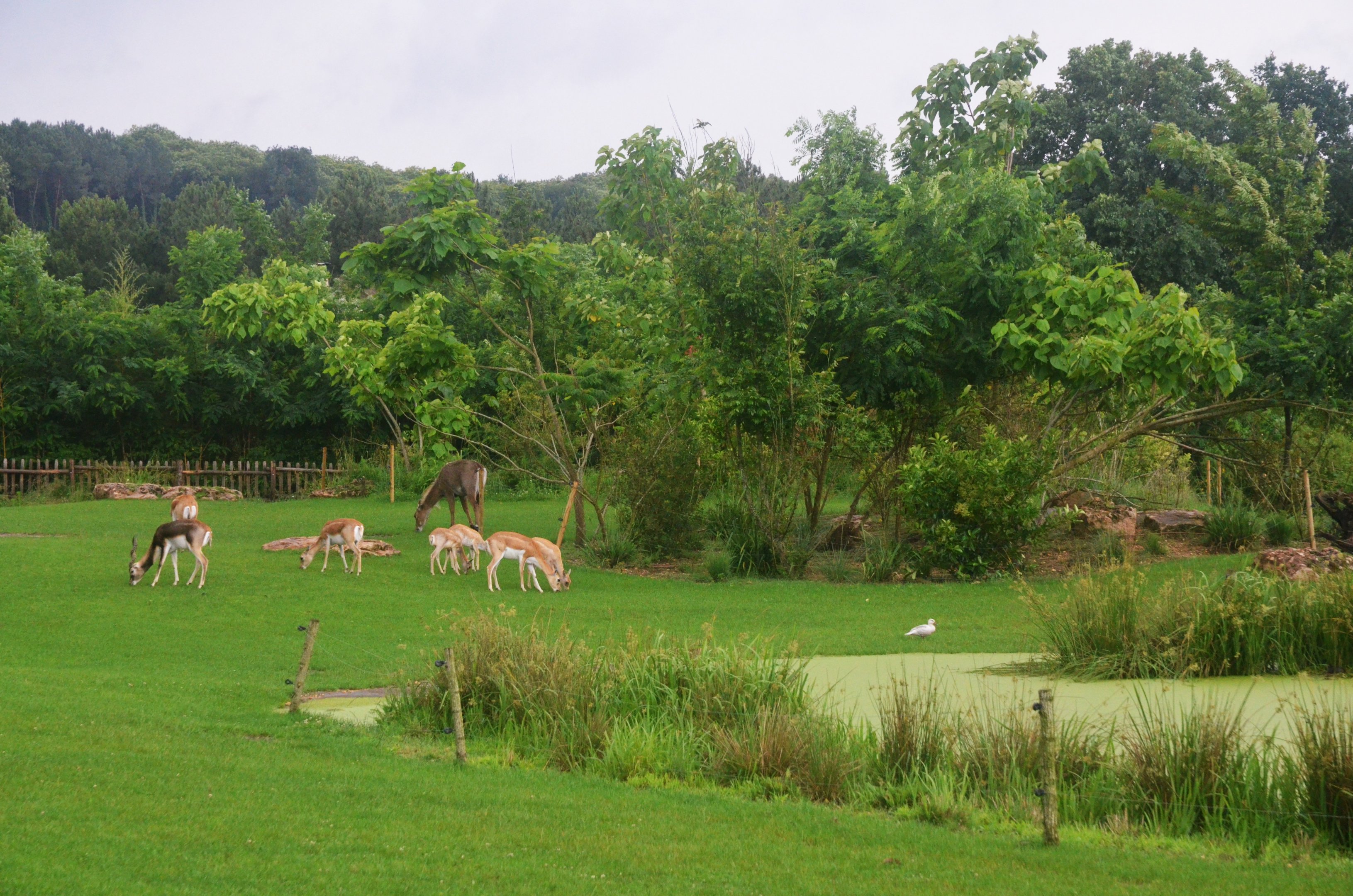 Indian Rhino, Nilgai and Blackbuck Paddock at La Flèche, 11/06/18