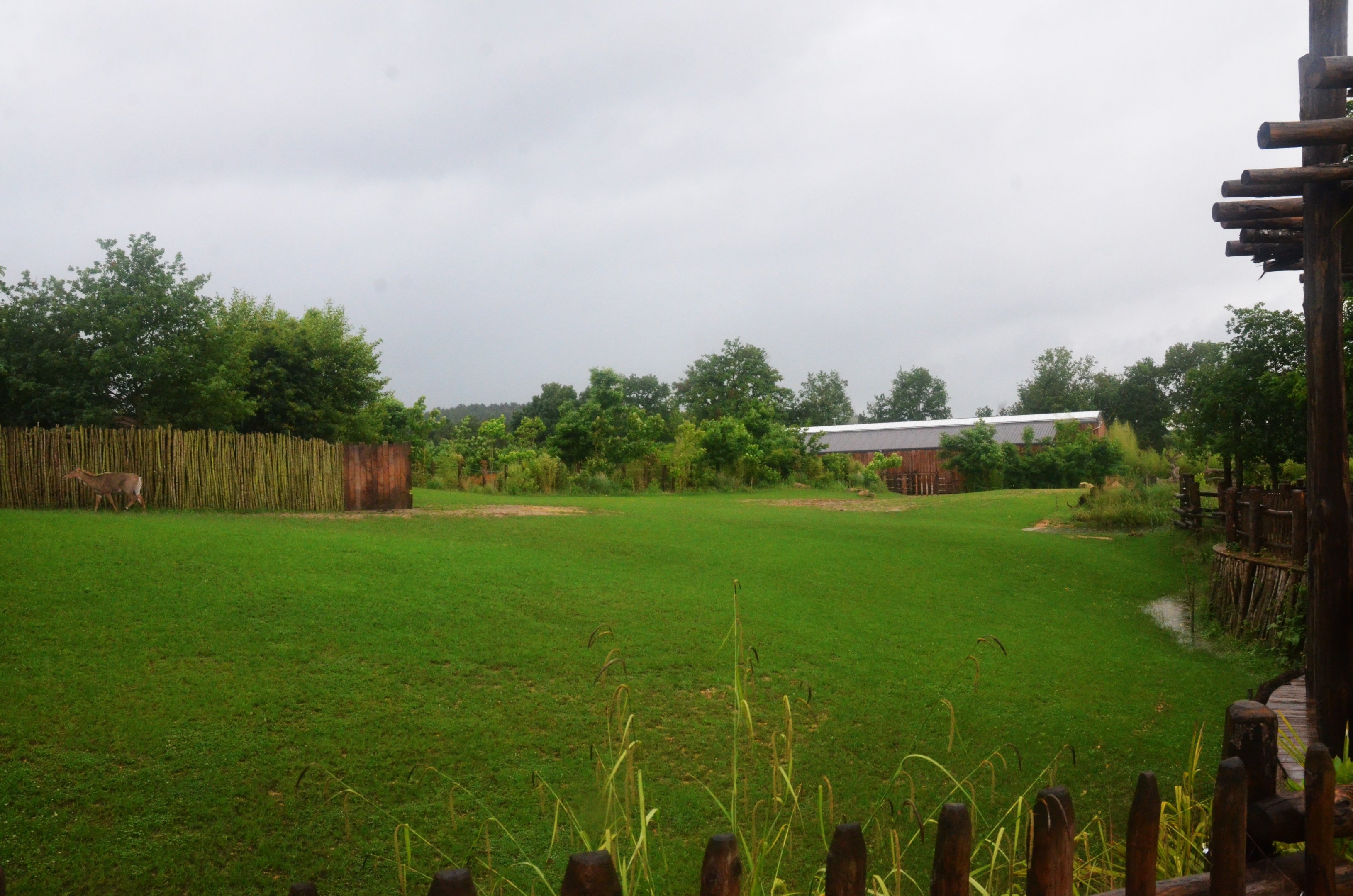 Indian Rhino, Nilgai and Blackbuck Paddock at La Flèche, 11/06/18