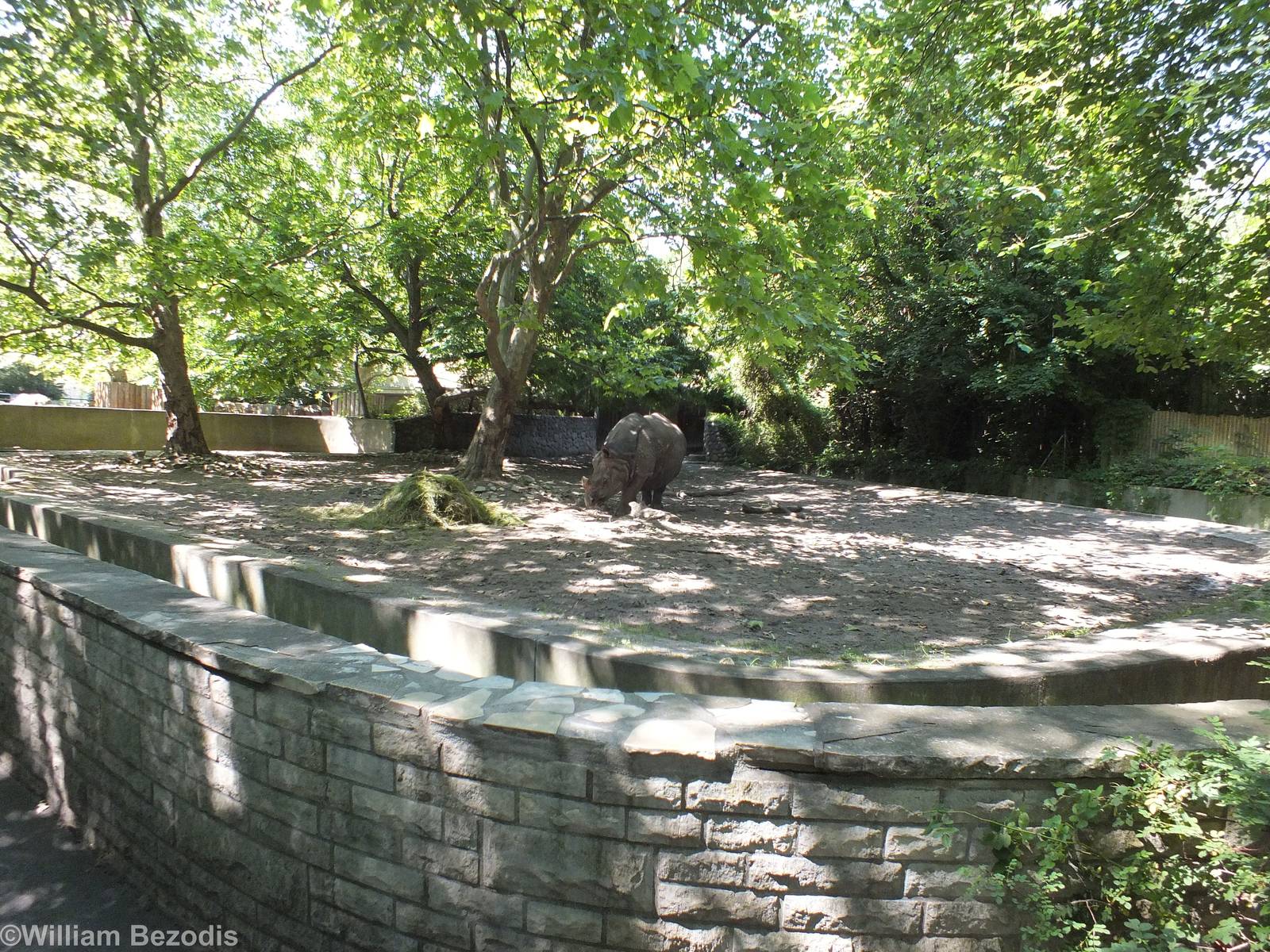 Indian Rhino Outdoor Area