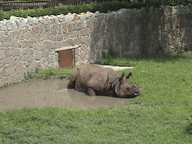 Indian Rhino Outdoor exhibit