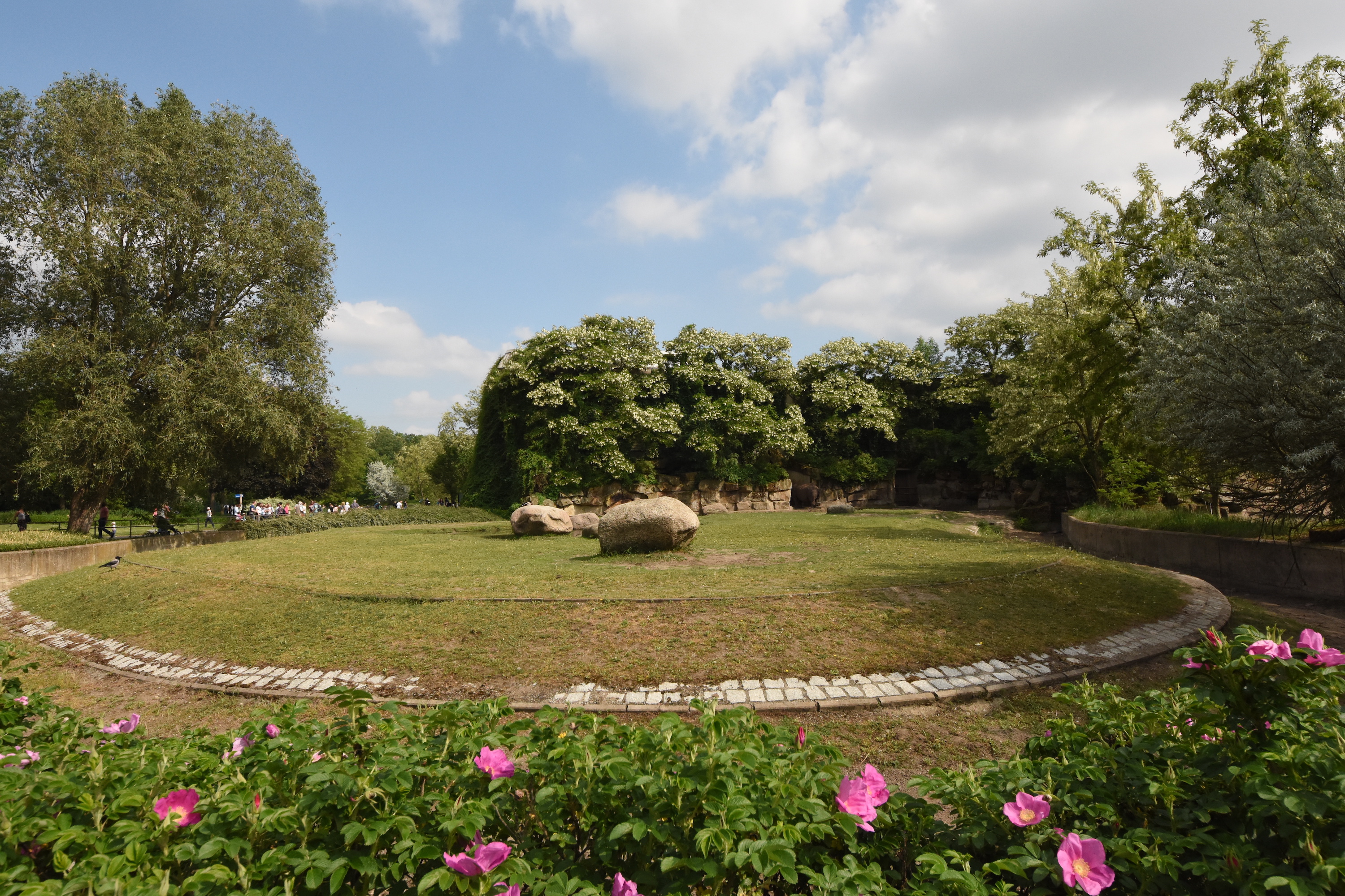 Indian rhino outdoors