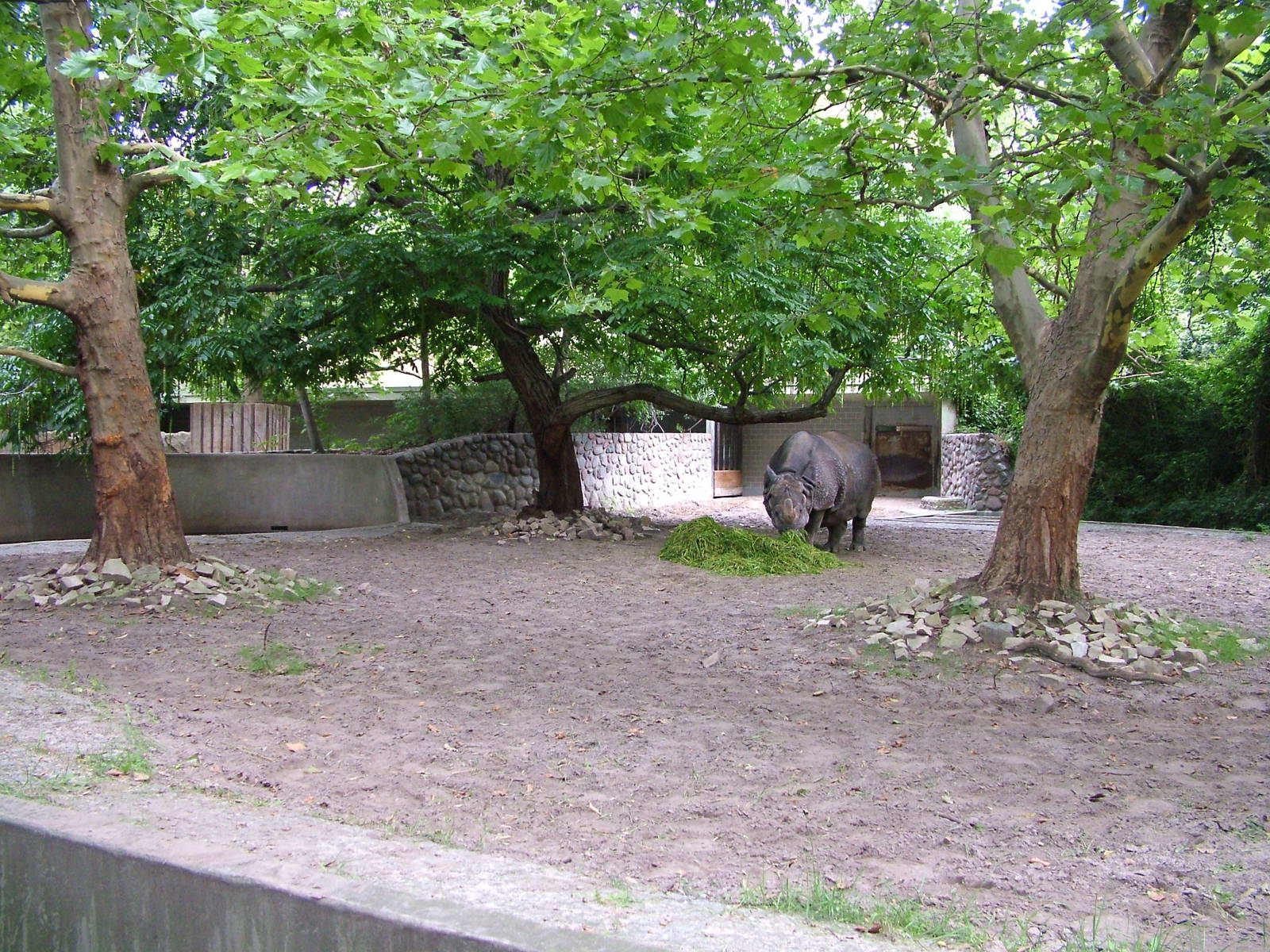 Indian Rhino Paddock at Berlin Zoo, 31/08/11