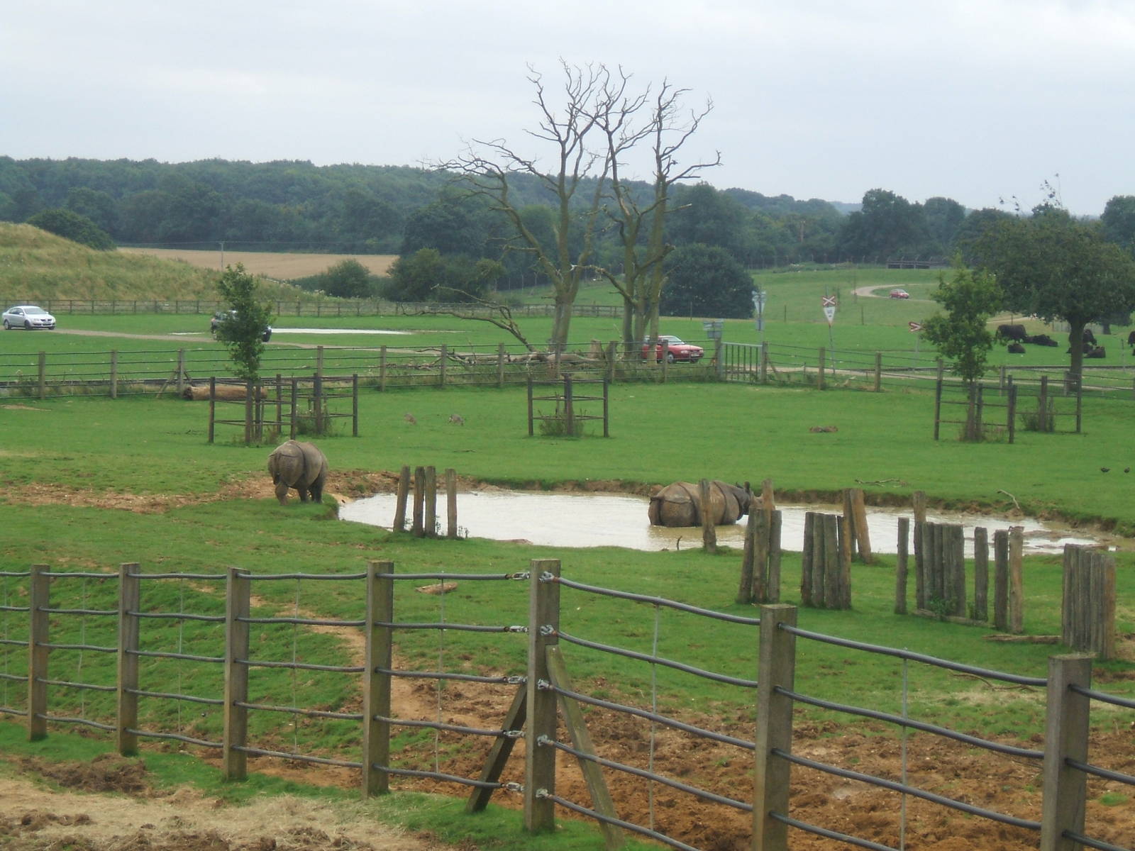 Indian Rhino Paddock