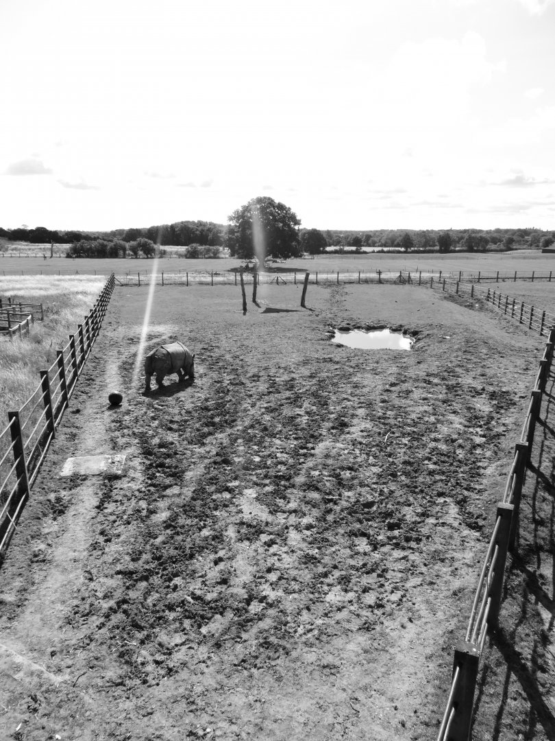 Indian Rhino Paddock