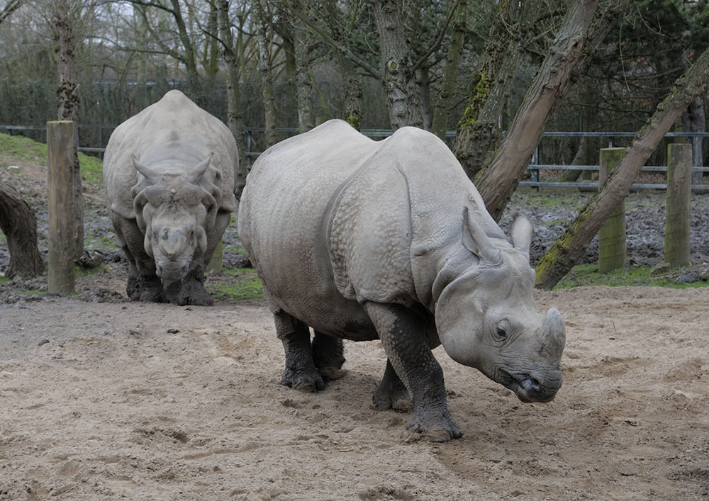 Indian rhino pair