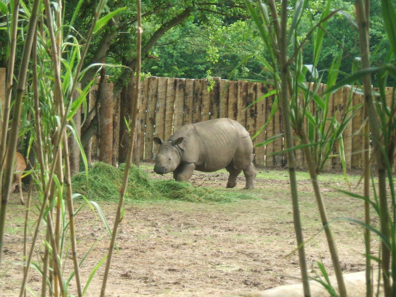Indian Rhino (Patna) at Chester Zoo