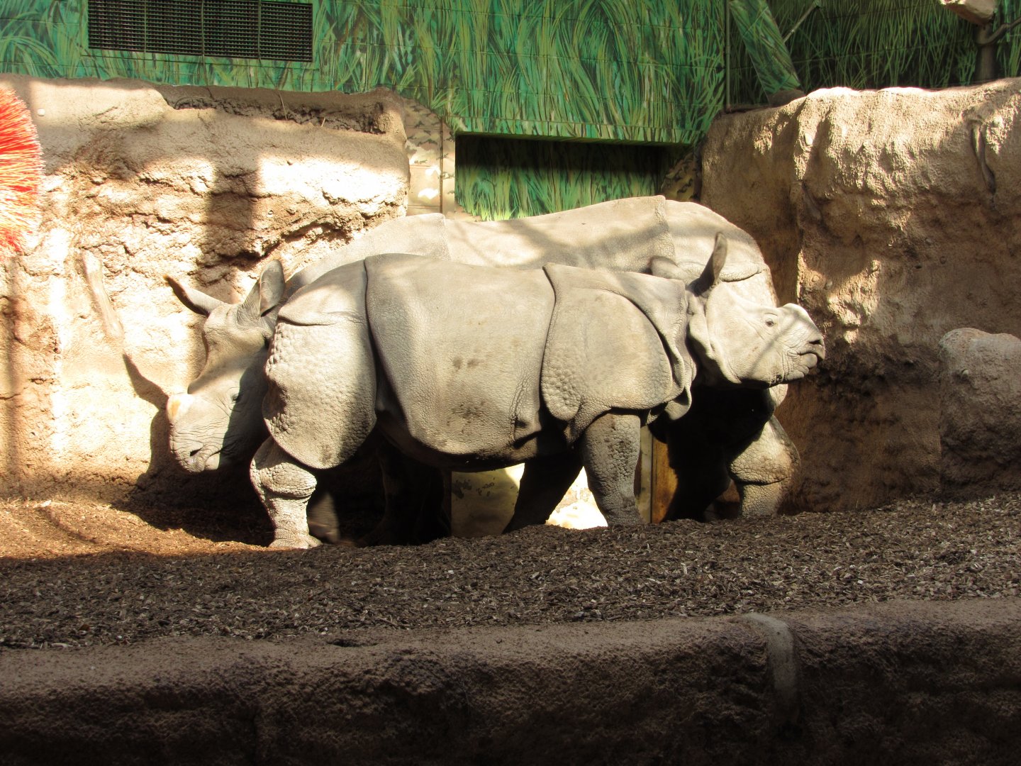 Indian Rhino Pavilion Nandu