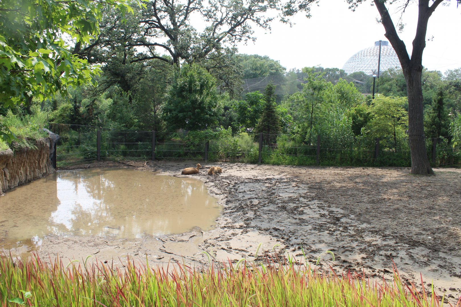 Indian Rhino & Père David's Deer Exhibit - Asian Highlands