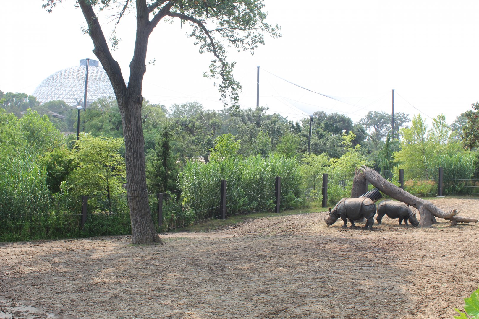 Indian Rhino & Père David's Deer Exhibit (Simmons Aviary & Desert Dome in the Background) - Asian Highlands