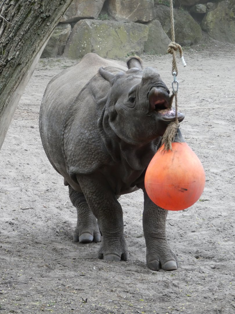 Indian Rhino playing with a buoy