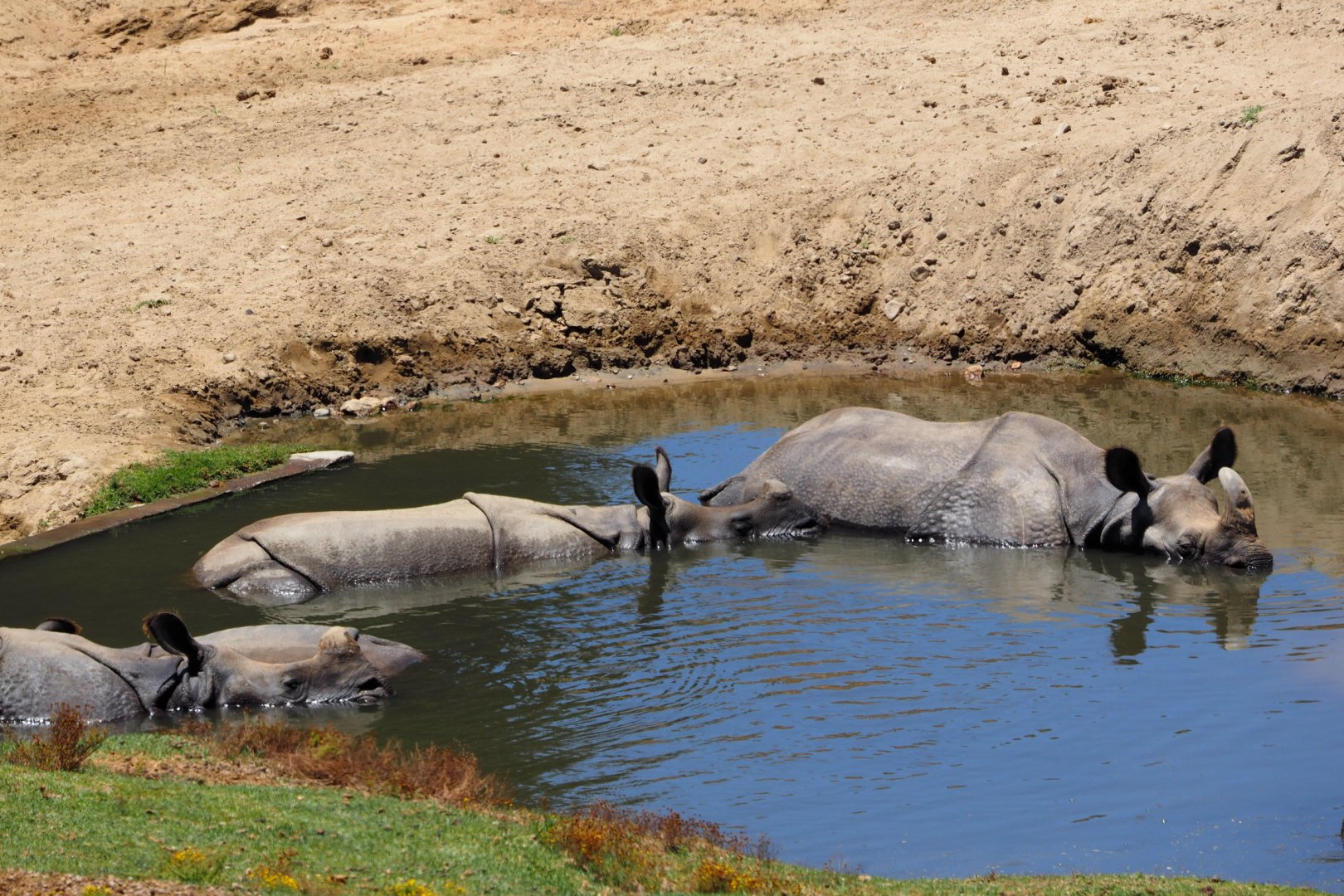 Indian rhino pool party