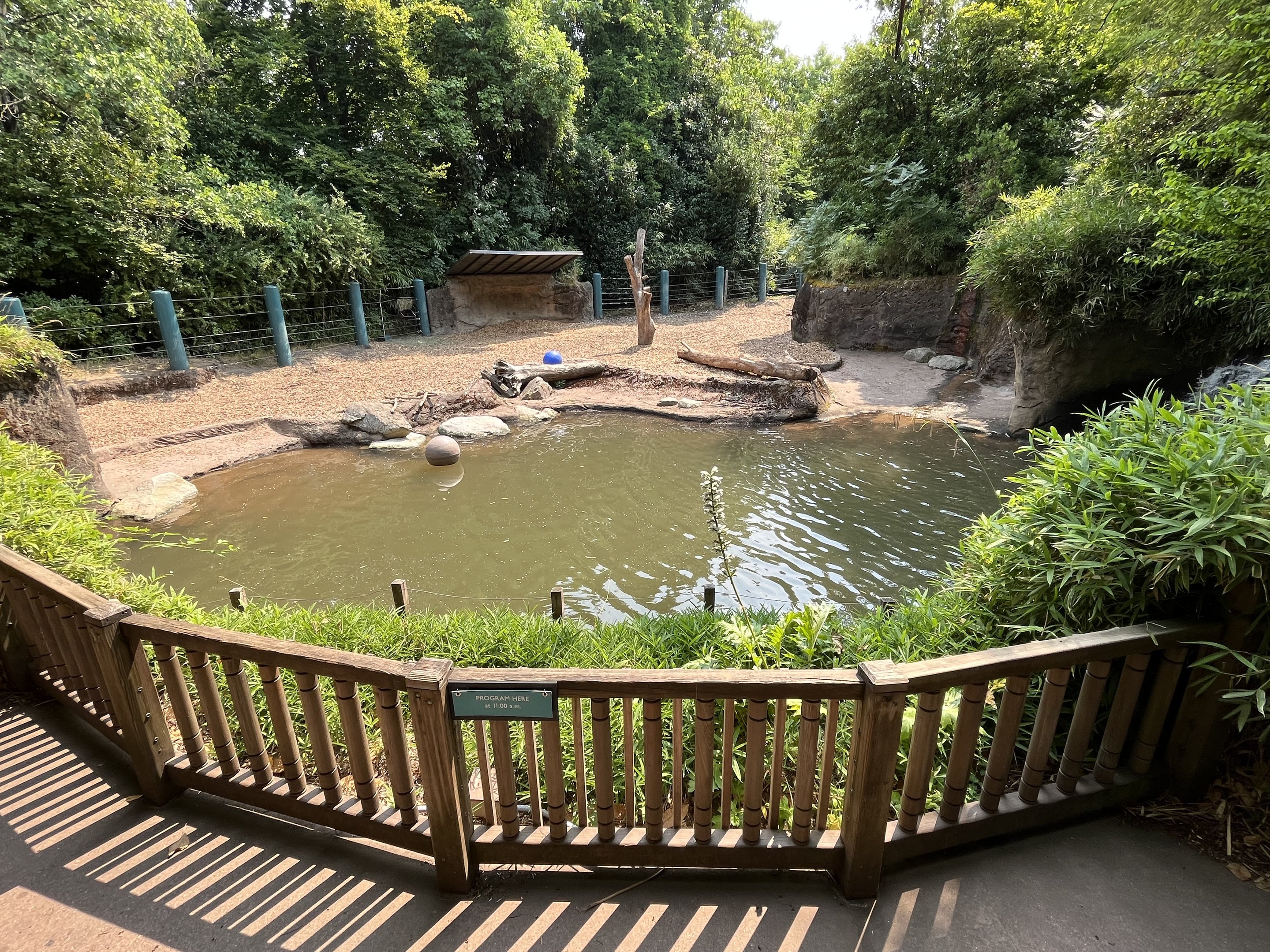 Indian Rhino Pool