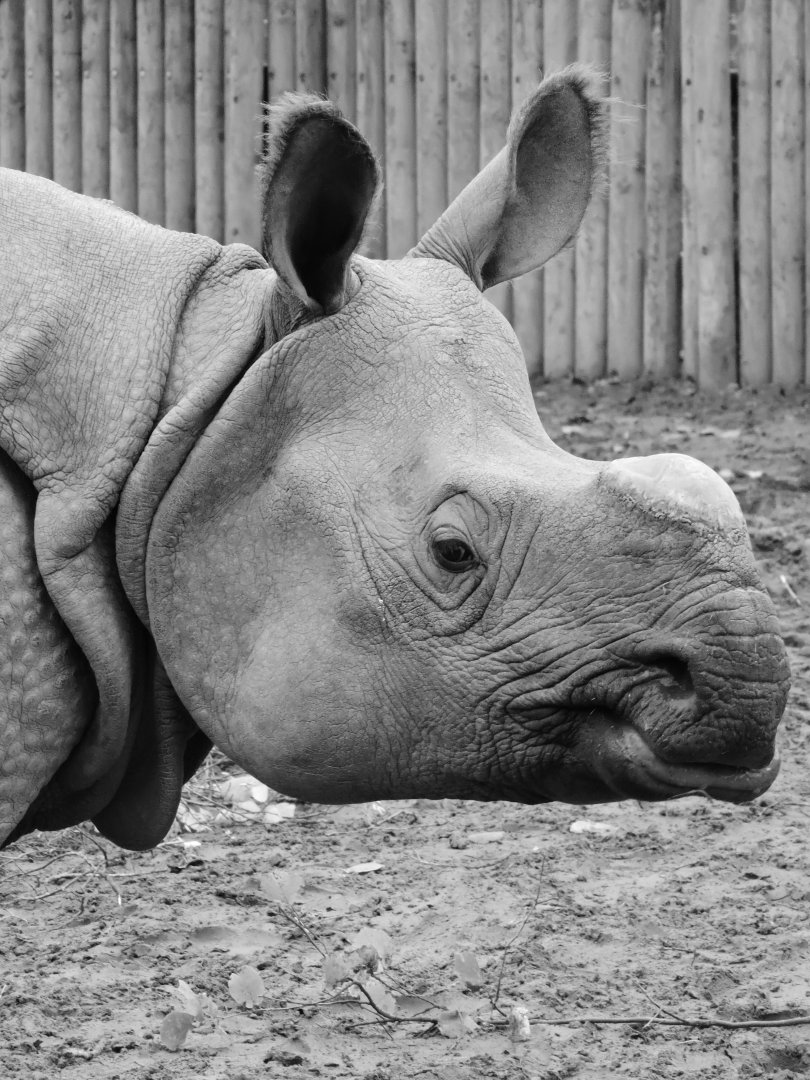 Indian rhino portrait