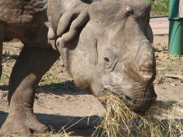 Indian rhino portrait