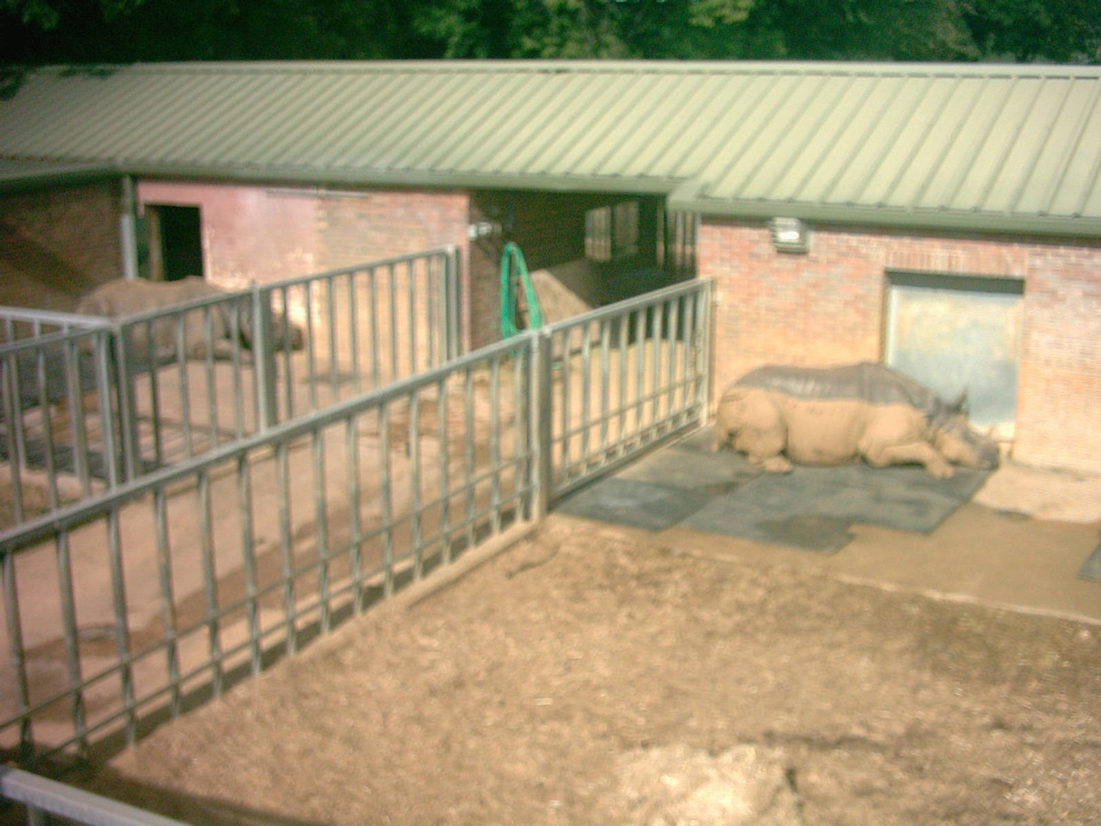 Indian Rhino(pregnant)at Whipsnade September 2007