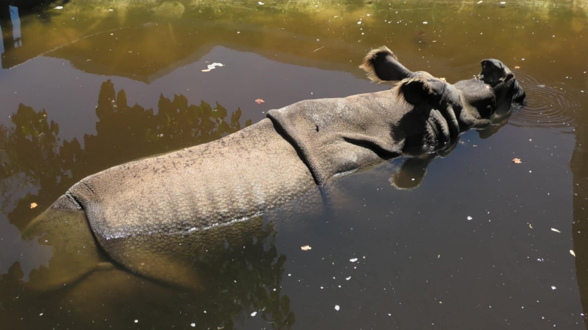 Indian rhino relaxing in the water