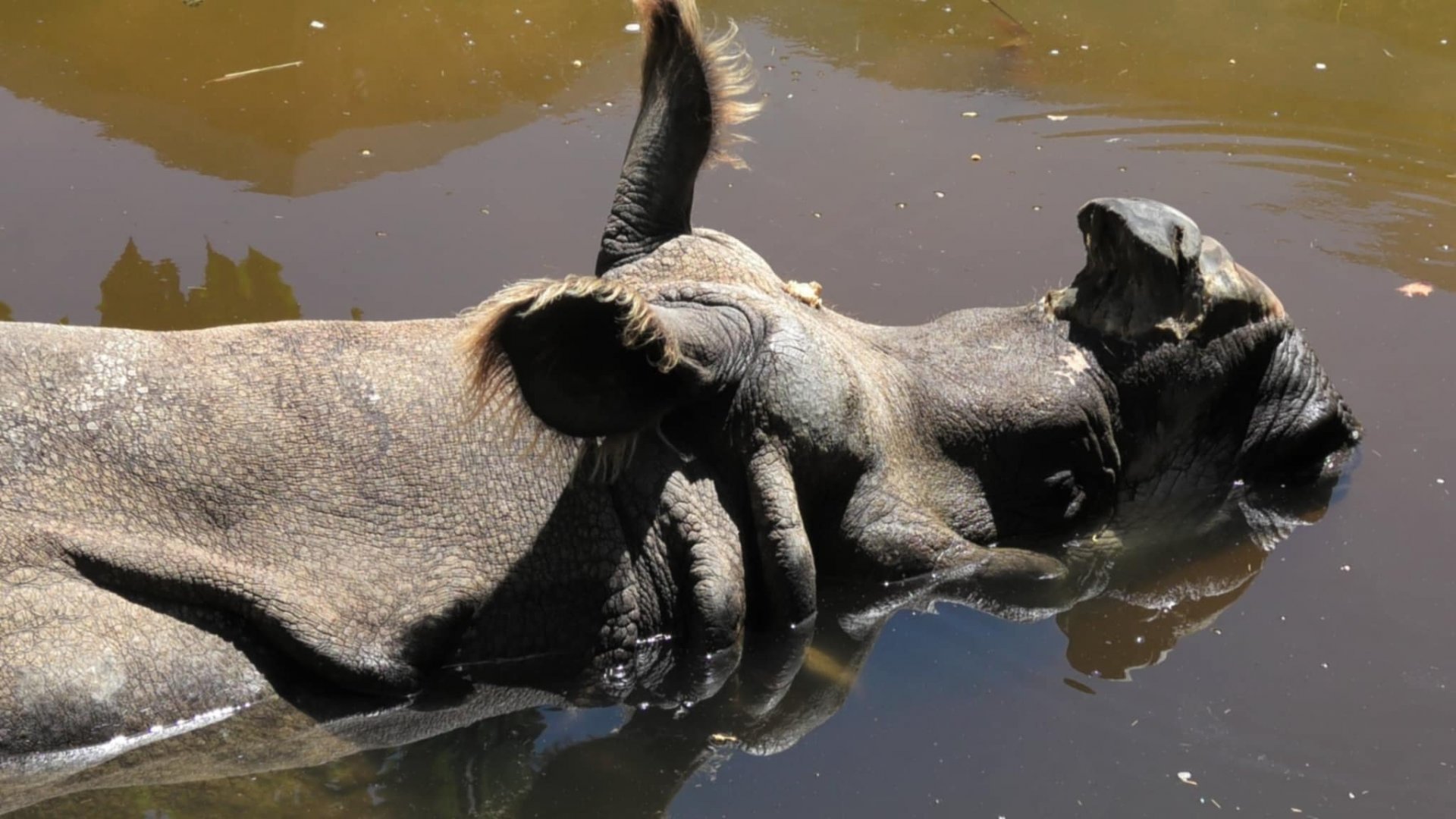 Indian rhino relaxing in the water