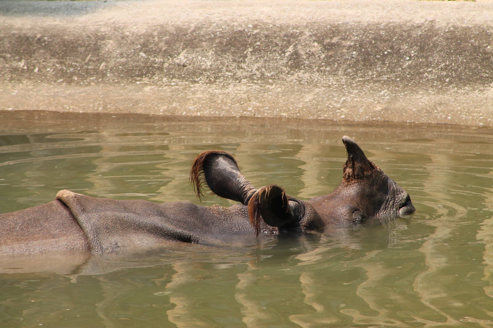 Indian rhino (Rhinoceros pretending-to-be-a-submarinus)