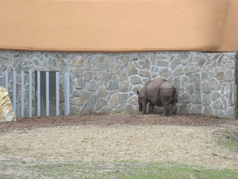 Indian rhino (Rhinoceros unicornis)