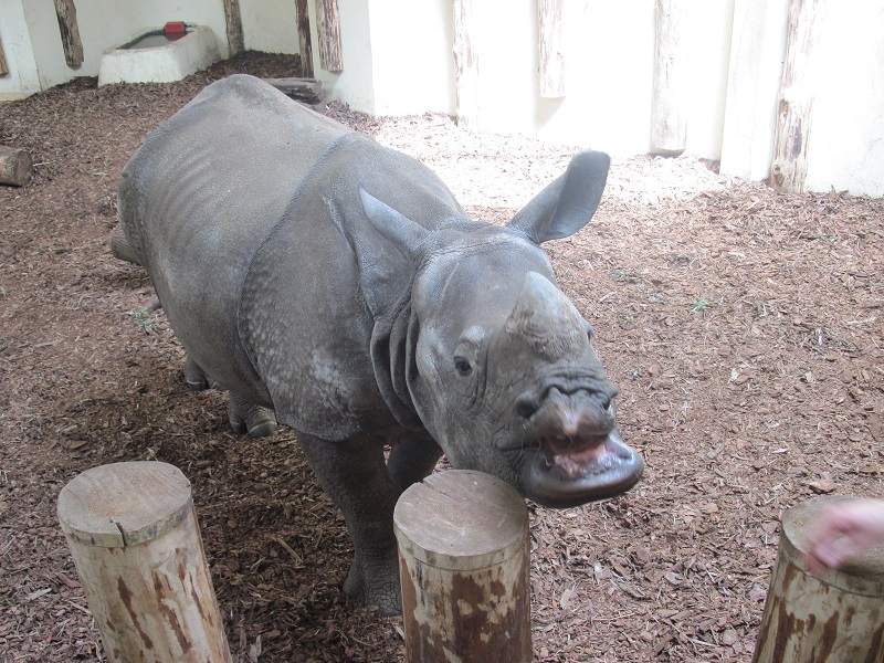Indian rhino (Rhinoceros unicornis)
