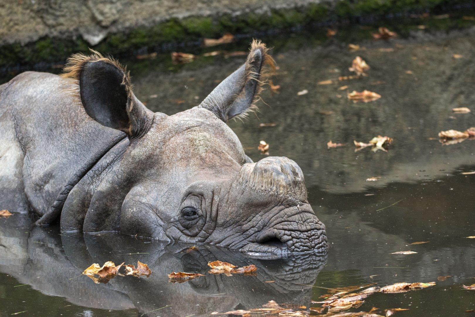 Indian rhino (Rhinoceros unicornis)