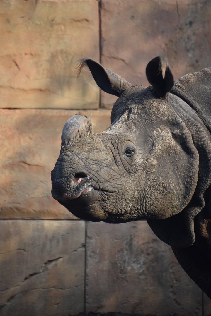 Indian rhino, Rhinoceros unicornis